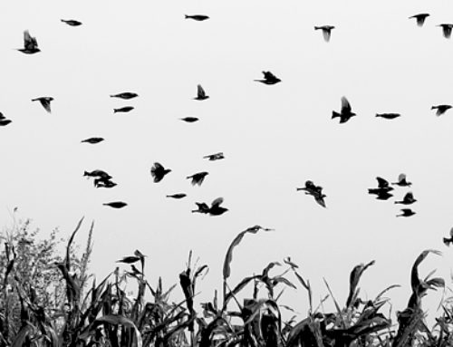 Mary, Mary so contrary